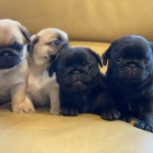 �t��ata mops� na prodej