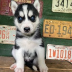 Prod�m rozko�n� �t���tka sibi�sk�ho huskyho s kr�sn�ma modr�ma o�ima.