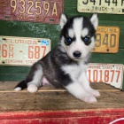 Prod�m rozko�n� �t���tka sibi�sk�ho huskyho s kr�sn�ma modr�ma o�ima.