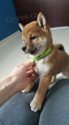 �T��ATA MINI SHIBA INU