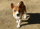 Zdrav� �t��ata Basenji k adopci
