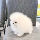 N�meck� �pic Fenka - Pomeranian