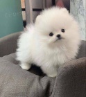 N�meck� �pic Fenka - Pomeranian