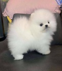 N�meck� �pic Fenka - Pomeranian