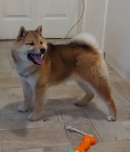 Shiba Inu �t��ata na prodej