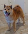 Shiba Inu �t��ata na prodej