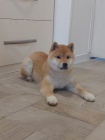 Shiba Inu �t��ata na prodej