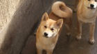 Shiba Inu �t��ata