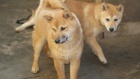 Shiba Inu �t��ata