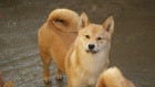 Shiba Inu �t��ata