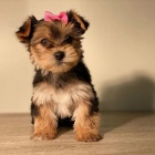 �t��ata Yorkie na prodej.