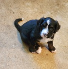 Prod�m �t��ata mini Bernedoodle.