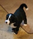 Prod�m �t��ata mini Bernedoodle.
