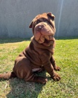 Prod�m zdrav� �t��ata o�kovan� shar-pei.