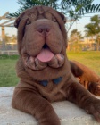 Prod�m zdrav� �t��ata o�kovan� shar-pei.