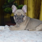 Prod�m �t��ata francouzsk�ho buldo�ka.m