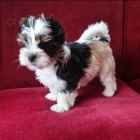 Prod�m �t��ata biewer yorkie