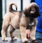 Kavkazsk� ov��k KR�SN� �t���tka