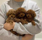 Toy pudl �t��ata