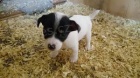Jack russell terier klu��k