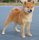 Shiba Inu �t��ata