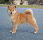 Shiba Inu �t��ata