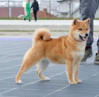 Shiba Inu �t��ata