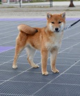 Shiba Inu �t��ata
