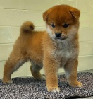 �T��ATA MINI SHIBA INU