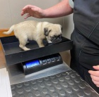 �t��ata mops� na prodej