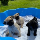 �t��ata mops� na prodej