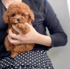 �t��ata toy pudla k adopci.