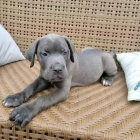 Prod�m �t��ata Cane Corso
