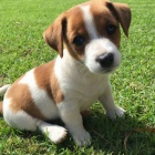 Prod�m �t��ata jack russell teri�ra.