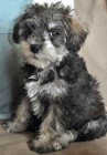 Mini Schnoodle �t��ata na prodej