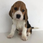 �t��ata b�gla.