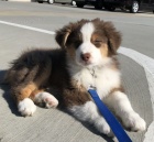 Prod�m �t��ata border kolie