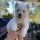 Prod�m �t��ata West Highland White Terriers