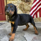 Prod�m �t��ata dobrmana.