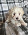�t��ata havanese na prodej.