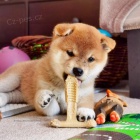 �T��ATA MINI SHIBA INU