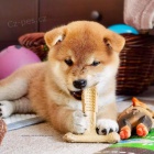 �T��ATA MINI SHIBA INU