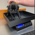 �t��ata mops� na prodej