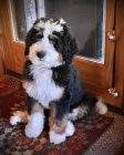 Prod�m mini �t��ata Bernedoodle.