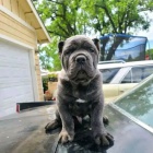 Prod�m �t��ata italsk�ho Cane Corso