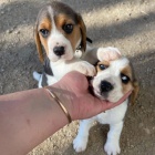 �t��ata b�gla na prodej.