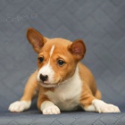 Prod�m �t��ata Basenji