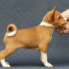 Prod�m �t��ata Basenji
