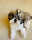 Prod�m �t��ata SHIH TZU