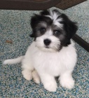 Prod�m roztomil� a zdrav� �t���tka havanese.